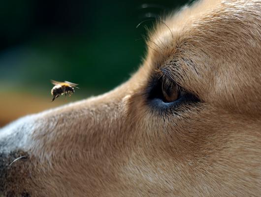 První pomoc: když psa nebo kočku bodne hmyz