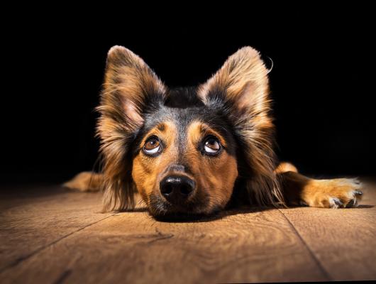 Dělá na vás „psí oči“? Raději mu je zkontrolujte