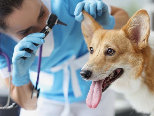 Prevence na veterině: očkování a odčervení