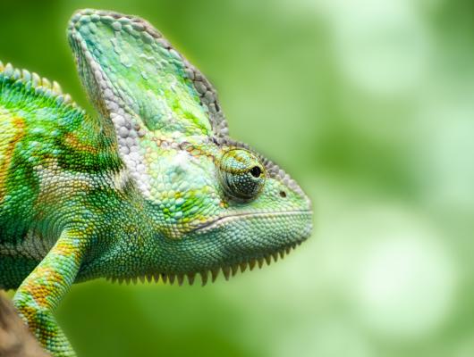 Chameleoni: příznaky, léčba a prevence nedostatku vitamínu A