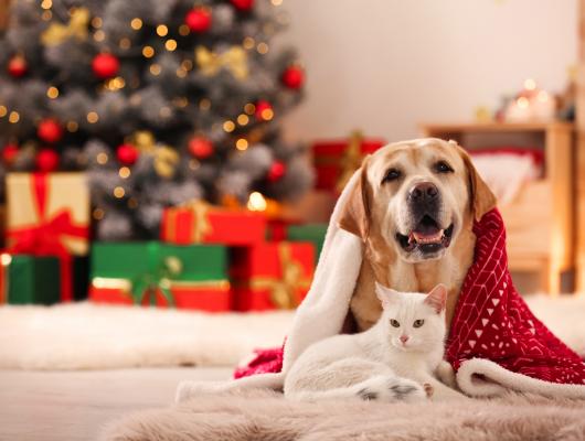 3 tipy na vánoční dárky pro majitele pejsků a koček