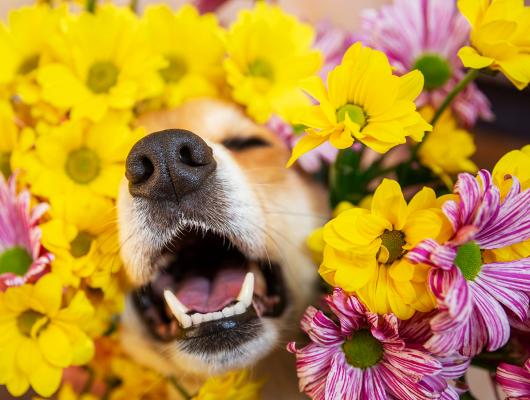 Alergie u psa: pomůže kozí kolostrum, jablečný ocet nebo kopřiva