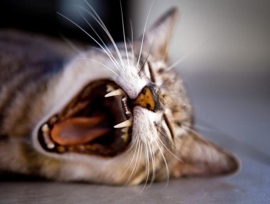 Zdravé zuby, zdravá kočka