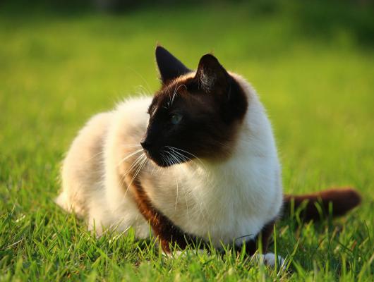 Jak naučit kočku dělat psí kusy: dej pac, sedni, přines!