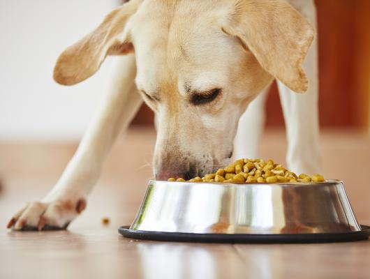 Menu pro psy: maso a kosti vařit, či nevařit? A co ovoce a zelenina?