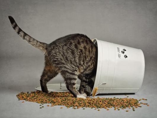 Nechcete mít doma tlustou kočku? Tak ji správně krmte a hrajte si s ní