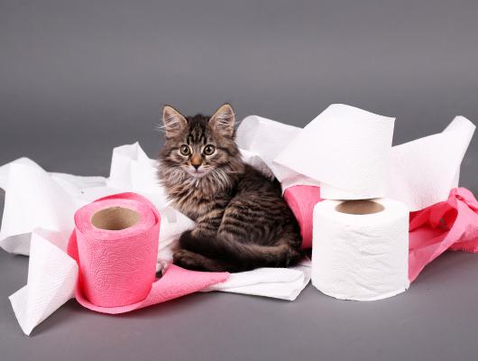 Kočka na toaletě pro lidi? Kočka na vodítku? Ano, může být!