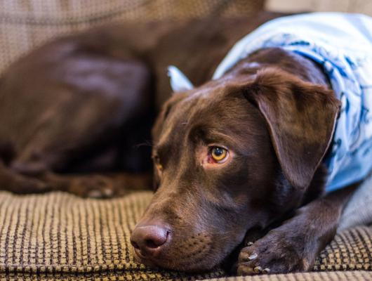 Psincový kašel ohrožuje psy především na podzim a na jaře. Chraňte svého mazlíčka! 