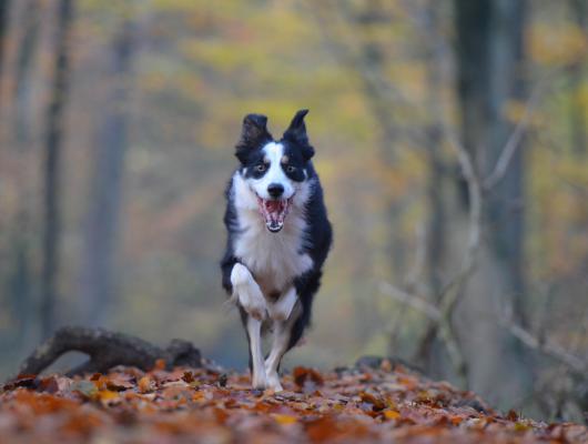Podzimní plískanice se mohou podepsat na zdraví vašeho psa. Poradíme vám, jak ho ochránit.