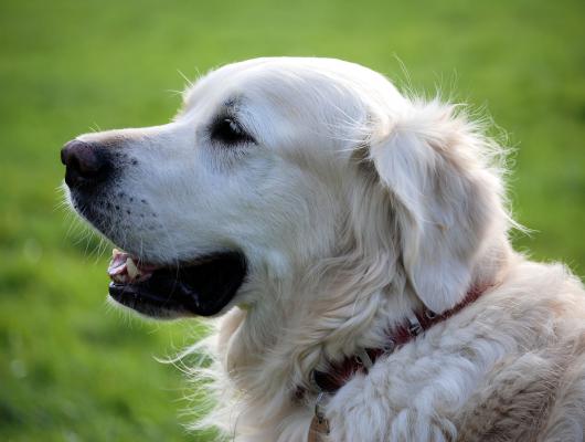 Hárání, nebo kastrace feny? S kastrací budete mít hárání pod kontrolou