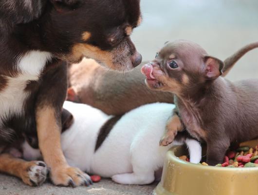 Jak poznám, že je fena březí?
