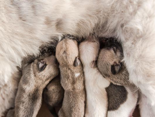 Očekáváme narození štěňat. Na co se máme připravit?
