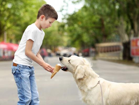 6 důvodů, proč by váš pes neměl dostávat jakékoliv sladkosti