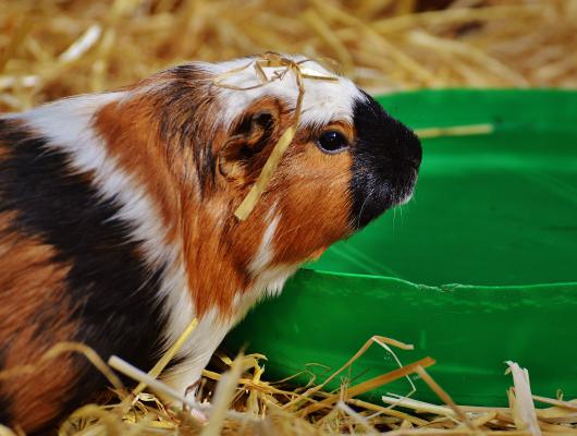 Morčata a jejich nároky na vitamín C