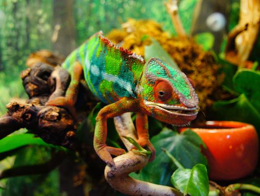 Chameleon jemenský jako nový člen domácnosti: pro koho to je vhodný mazlíček a co je potřeba zvážit