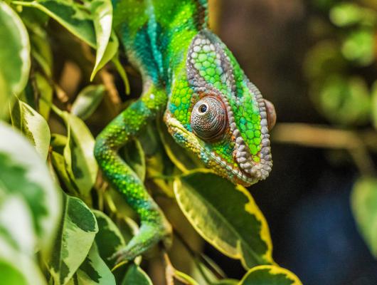 Chameleon jemenský: ubytování a potřeby
