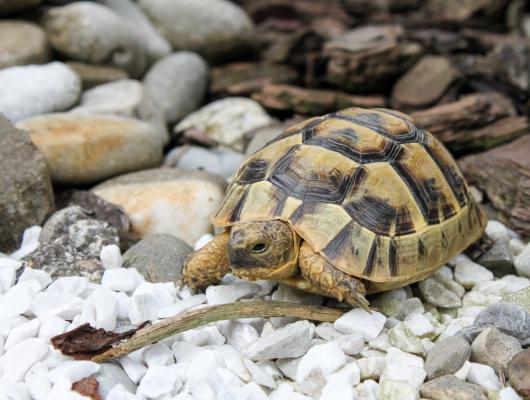 Deník suchozemské želvy Joyho: co zvážit před tím, než se rozhodnete pro želvu