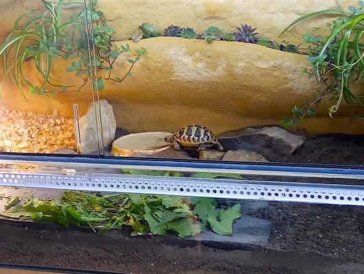 Deník suchozemské želvy Joyho: jak želvu správně ubytovat