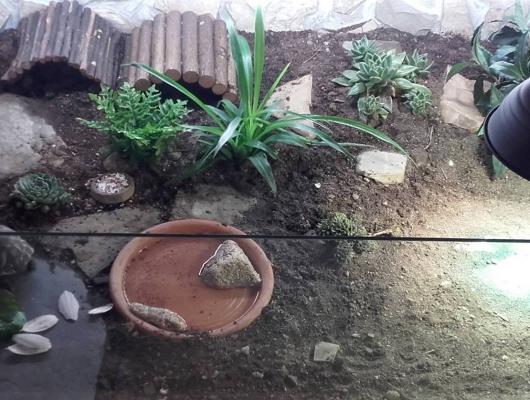 Deník suchozemské želvy Joyho: podrobnější pohled to terária 