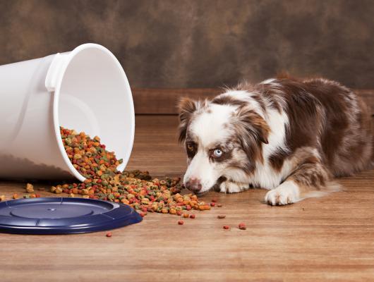 Výživa psa: 6 věcí, které možná děláte špatně