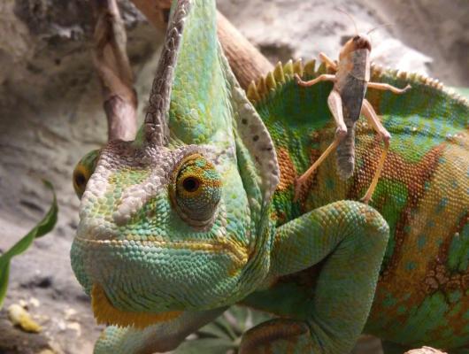 Kupujeme chameleona jemenského. Odkud, za kolik a na co se zaměřit při výběru