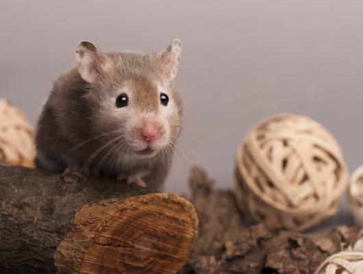 Křeček zlatý: několik zlatých informací