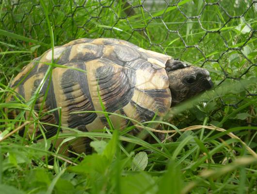Suchozemská želva, zástupci rodu Testudo: plusy a mínusy