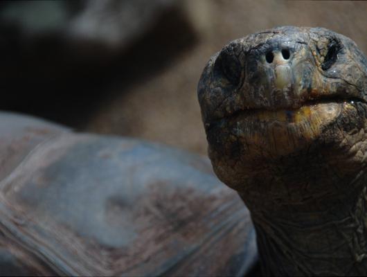 Suchozemská želva, zástupci rodu Geochelone: plusy a mínusy