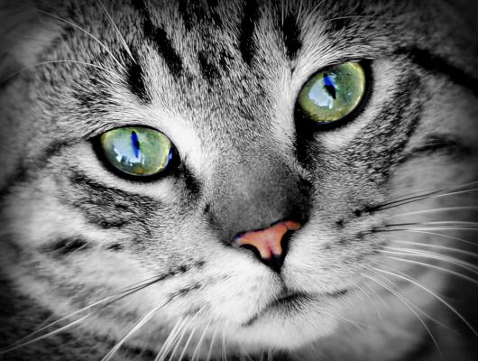 Kastrace kočky: názor veterináře