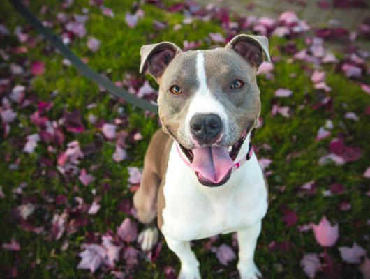 Kastrace feny: názor veterináře