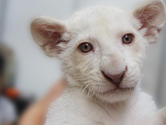 Křest vzácného lvíčka v Lysé nad Labem, kmotrem bude Jakub Kohák
