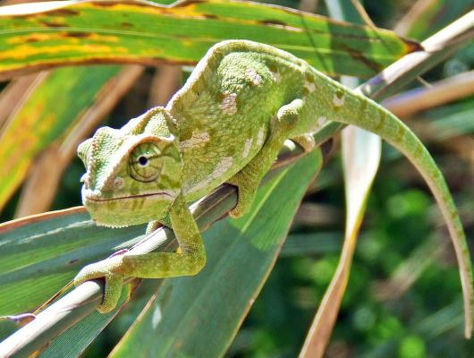 Čím krmit chameleona? Základem je hmyzí menu
