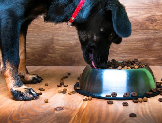 Granule a konzervy: co řešit při jejich výběru?