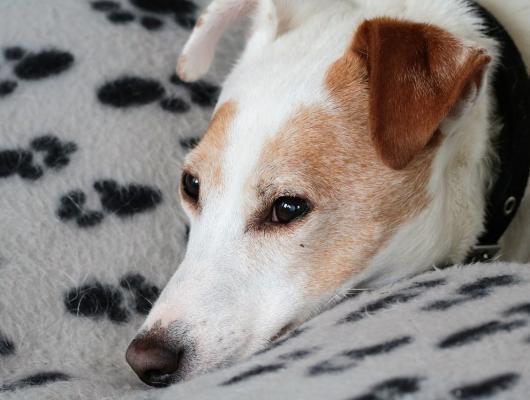 Pyometra: hnisavý zánět dělohy u fen. Poznejte ji včas