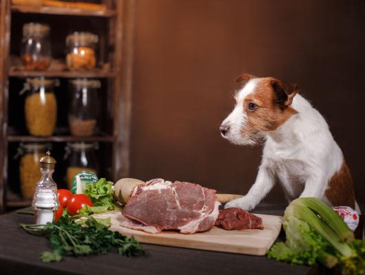 Krmení psa: základní pravidla a jak často krmit