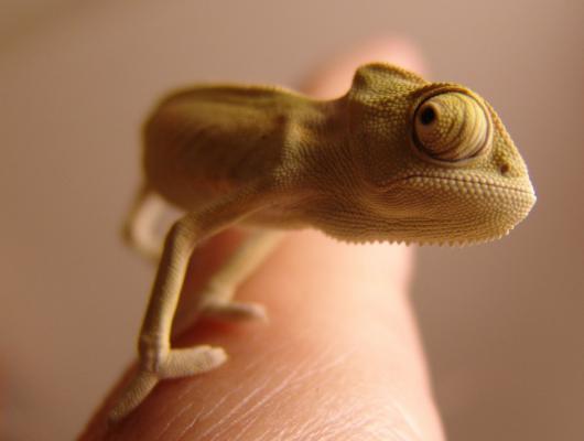 Rozmnožování chameleona: kdy začít a jak na to