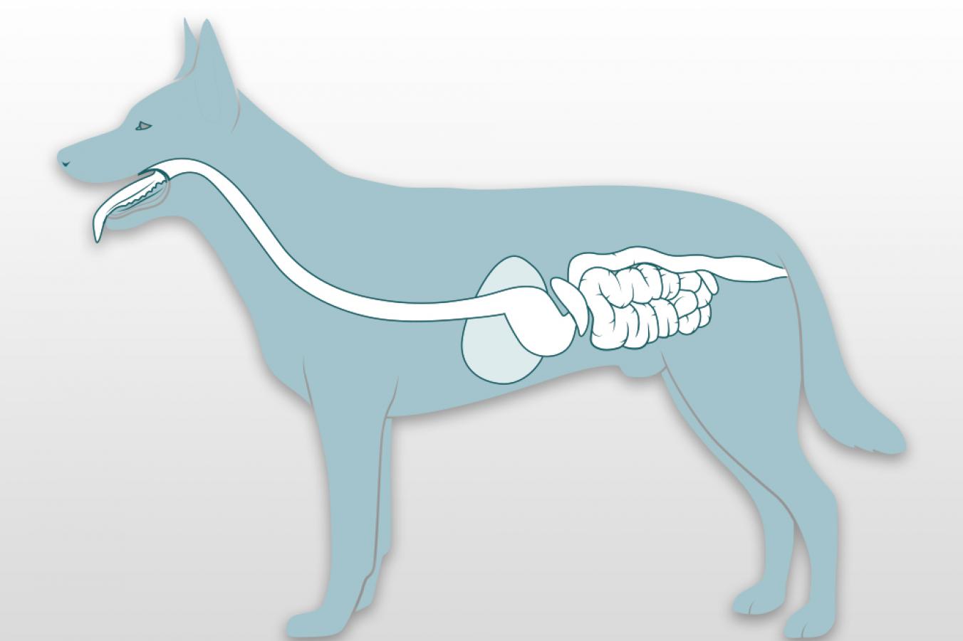 Gastrointestinálny trakt u psa
