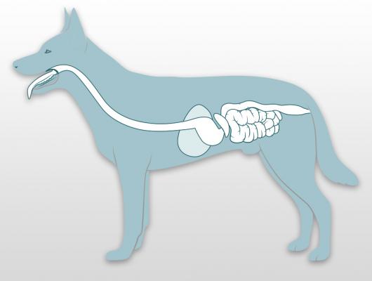 Pes a jeho zažívání. Co možná nevíte?