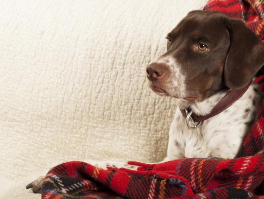 Kastrace psa: názor veterináře