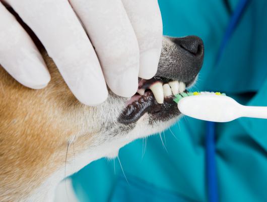 Na psí zuby mají největší vliv výživa, skus, čištění a pravidelné prohlídky, říká stomatoložka Vladěna Štrosová